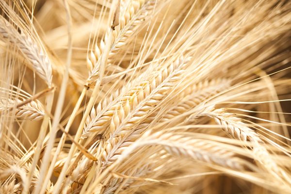 Course 7: Harvest, Handling, and Storage
