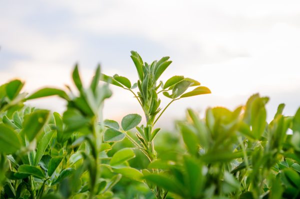 Course 8: Processing, Testing and Selling Seed