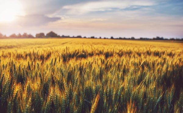 Course 3: Producing Foundation, Registered and Certified Seed Crops