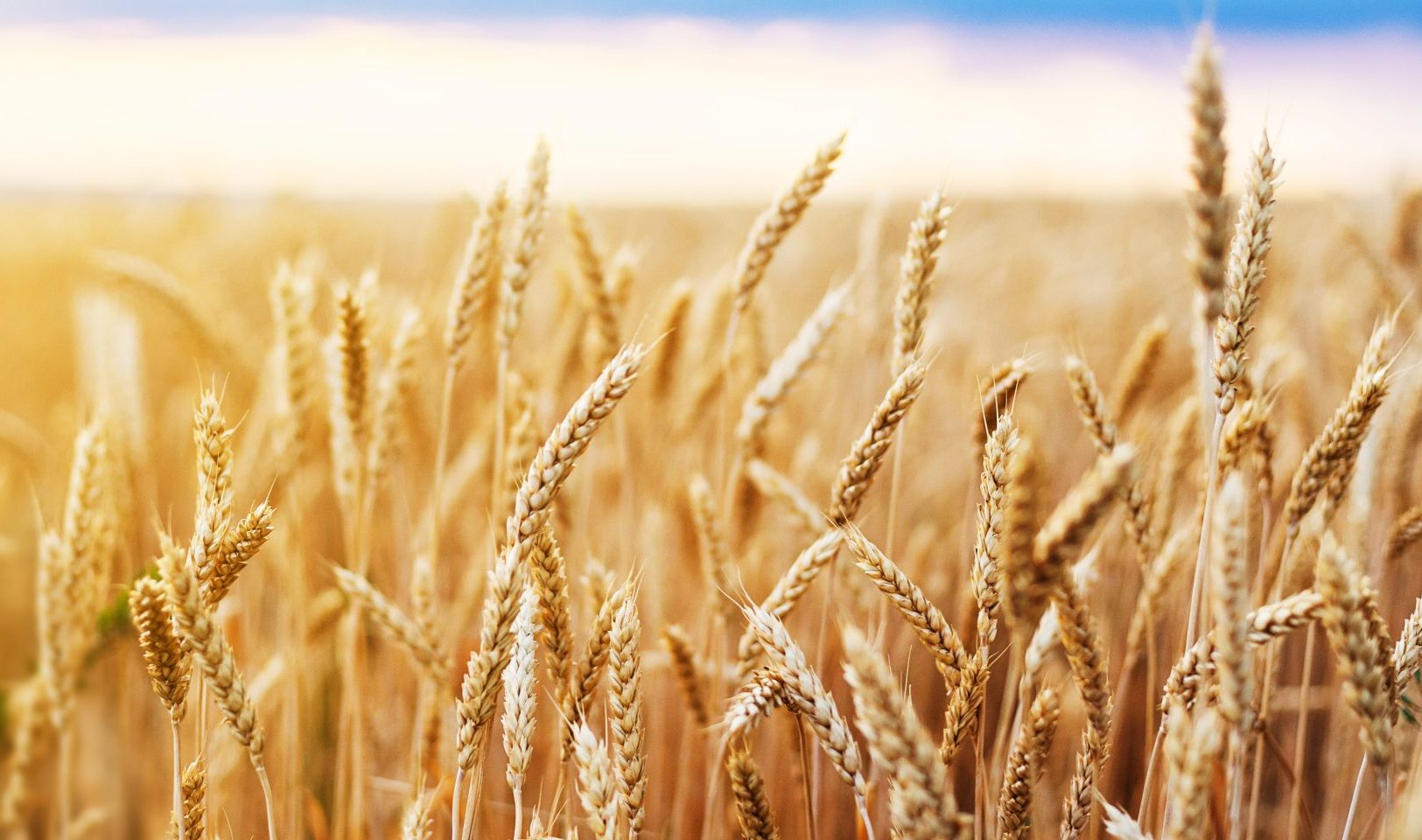 Course 5: Pre-Inspection and Roguing 101