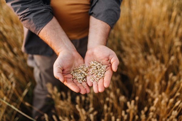 Course 10: Breeder Seed Production