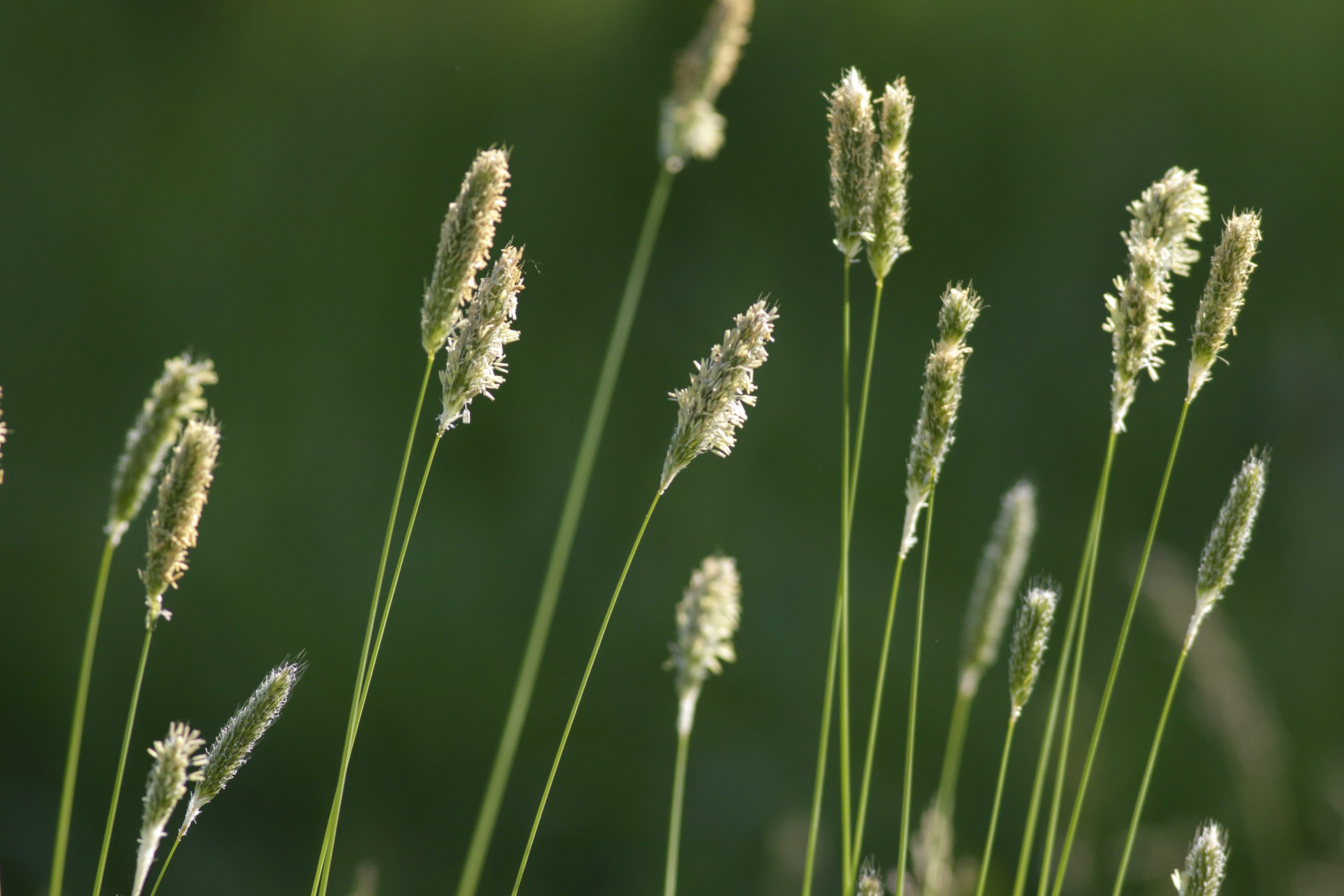 Program: Probation Plot Grower