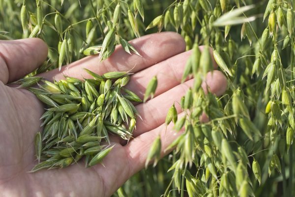 Program: Experienced Seed Grower