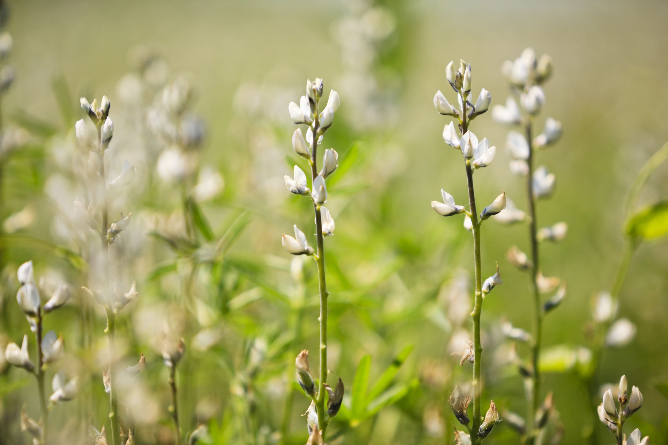 Course 2: Seed Certification Classes