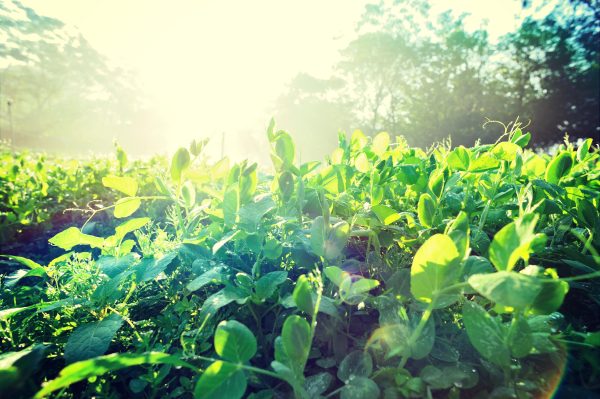 Course 1: Introduction to the Canadian Seed Sector