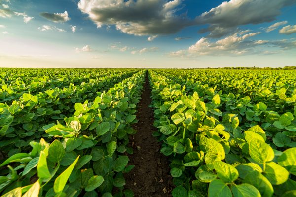 Program: Introduction to Seed Production (Group License)